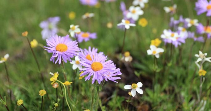 Tatarian Aster flowers blooming in high altitude grassland, China