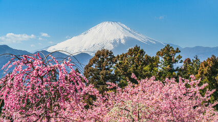 松田町　青空に映える春の花々と冠雪した富士山【神奈川県】　
Spring...