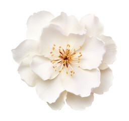 White Flower isolated on transparent background. PNG file, cut out	
