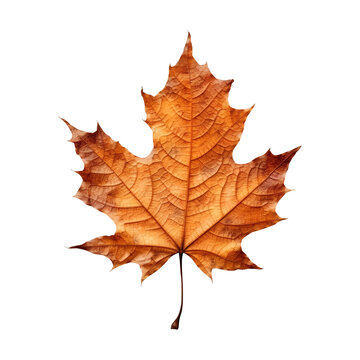 Autumn maple leaves on transparent background PNG Generative AI