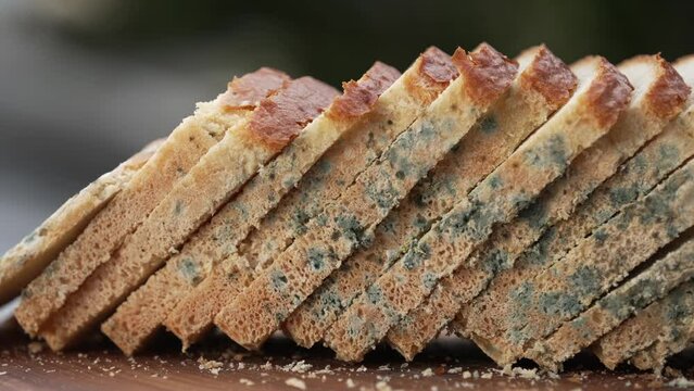 Black bread mold is a common type of fungus. Fungal spoilage