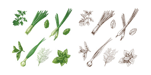 A set of hand-drawn colored and monochrome sketches of  herbs and seasonings. Leek, mint, parsley, dill. For the design of menu of restaurants. Vintage illustration. - obrazy, fototapety, plakaty