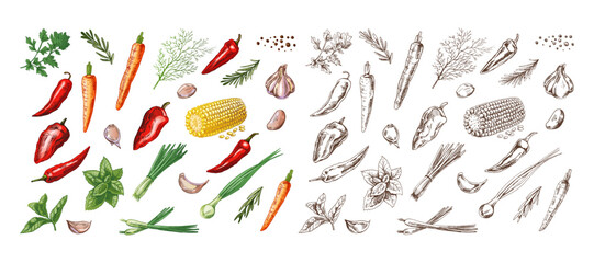 A set of hand-drawn colored and monochrome sketches of herbs, vegetables and seasonings. For the design of the menu of restaurants and cafes. Vintage illustration.