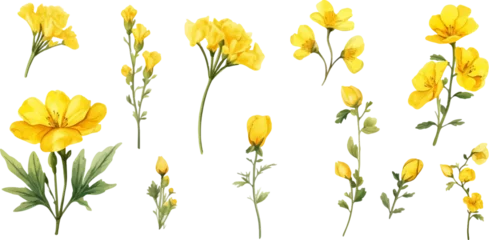 Foto op Plexiglas Set of yellow flowers on white background © EnelEva
