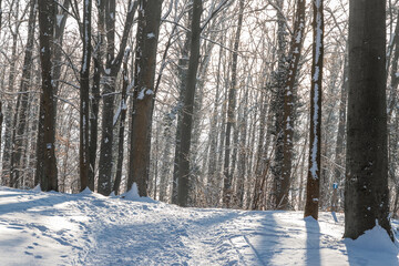 An idyllic scene in the Dutch forests in the rolling hills landscape in the south of Limburg covered with a fresh layer of snow and the sun peaking alongside the trees, creating a magical moment