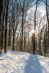 An idyllic scene in the Dutch forests in the rolling hills landscape in the south of Limburg covered with a fresh layer of snow and the sun peaking alongside the trees, creating a magical moment