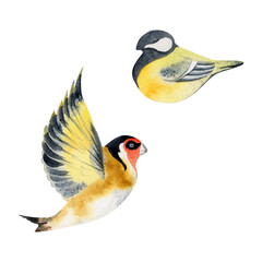 Hand drawn watercolor illustration nature animal small birds, flying goldfinch, tit chickadee songbird. Single object isolated on white background. Design print, shop, scrapbooking, decoupage, booklet