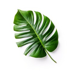 Green leaf isolated on a white background