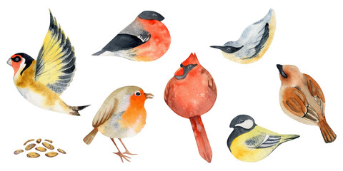 Fototapeta premium Hand drawn watercolor illustration nature animal small birds, flying goldfinch, wood nuthatch songbird. Single object isolated on white background. Design print, shop, scrapbooking, decoupage, booklet