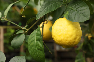 Lemon tree with ripe fruit in greenhouse, closeup