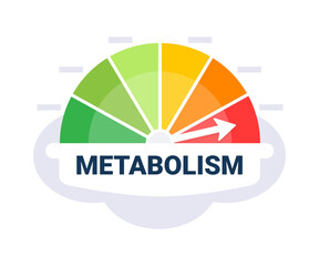 Metabolic Rate Evaluation Scale Vector Illustration with Color Coded Metabolism Indicator Zones