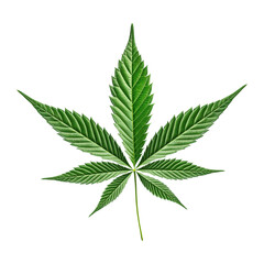 Green cannabis leaves on transparent background PNG Generative AI