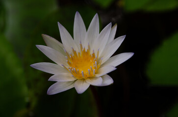 White lotus flower with yellow stamens