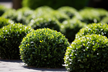 Round decorative bushes for hedges, landscape design