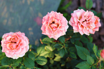 Bush roses. Beautiful pink flowers on a blurred green background. Close-up. Selective focus. Copyspace