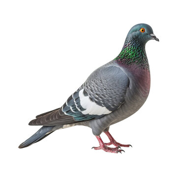 close up fulll body of pigeon bird on transparent background Generative AI