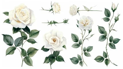Fotobehang Set of watercolor on floral white rose branches. Wedding concept a white background © Media Srock
