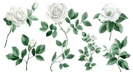 Poster Set of watercolor on floral white rose branches. Wedding concept a white background © Media Srock