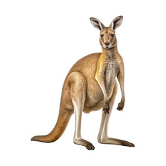 Fototapeta premium Kangaroo on transparent background PNG Generative AI