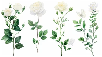 Poster Set of watercolor on floral white rose branches. Wedding concept a white background © Media Srock
