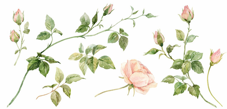 Beautiful floral set with watercolor hand drawn rose flowers. Nature illustration. Stock clip art.