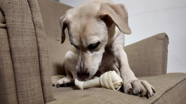 Focused cream-colored dog chewing on a bone on a beige sofa, depicting a tranquil domestic animal scene