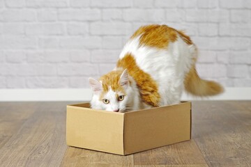 Funny tabby cat step inside a small cardboard box.	
