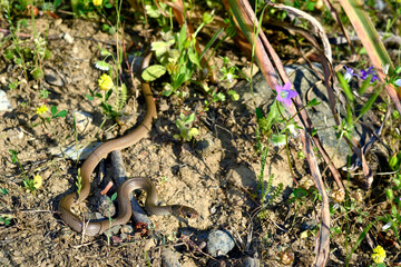 Kopfbinden-Zwergnatter // Ring-headed dwarf snake (Eirenis modestus) - Dalyan, Türkei