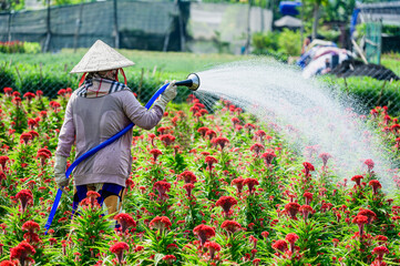 A woman is watering flowers on her farm in Hochiminh city, Vietnam. The farmer grows flowers to serve the upcoming Lunar New Year