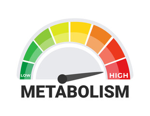 Metabolic Rate Measurement Concept with a Vivid Metabolism Meter Indicating Levels from Low to High