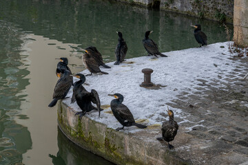 Paris, France - 01 20 2024: Great black color cormorants on Bassin de la Villette under the snow.