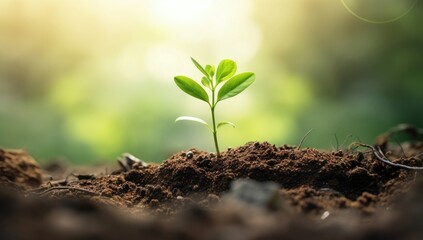 Fototapeta premium Green young plant sprout growth in the fertile soil with sunbeam. Eco nature background concept for campaign and advertisement.