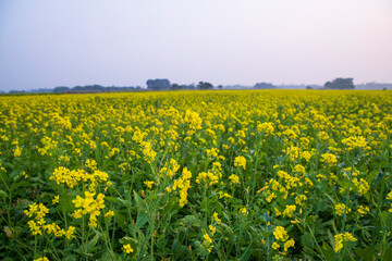 Beautiful Floral Landscape View of Rapeseed  in a field with blue sky in the countryside of Bangladesh