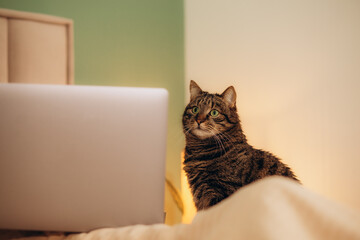 tabby cat sitting on bed beside laptop with paw on touchpad.owner woman hand petting domestic kitty...