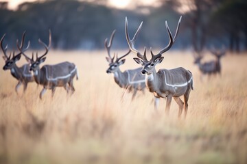 kudu moving in unison with herd at dawn