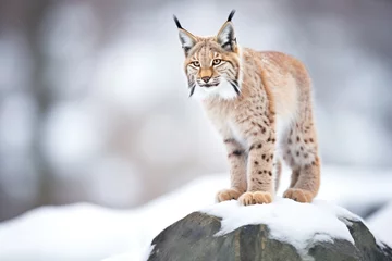 Fototapeten lynx perched on snow-covered rock © Alfazet Chronicles