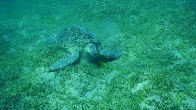 Great Green Sea Turtle, Chelonia mydas accompanied by group of Golden Trevally fish, Gnathanodon speciosus feeding on seagrass meadow on sunny day, Slow motion, Camera moving forwards