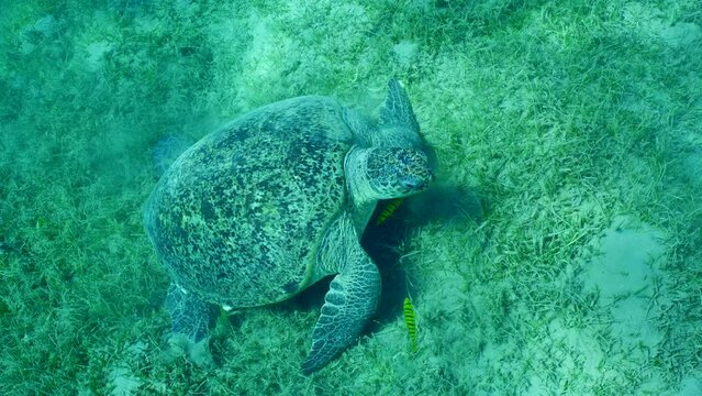 Great Green Sea Turtle, Chelonia mydas with group of Golden Trevally fish, Gnathanodon speciosus swimming up from seagrass bed on sunny day, Slow motion 