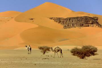 Fototapeta na wymiar CAMELS IN THE DESERT WITH BIG SAND DUNES AND DESERT LANDSCAPE IN ALGERIA AROUND DJANET OASIS