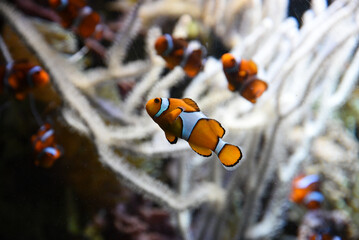 Beautiful Amphiprion swimming in the aquarium. - obrazy, fototapety, plakaty