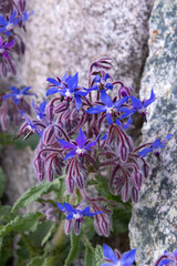 borage - borago officinalis blooming in spring