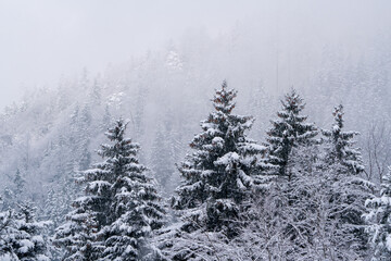 Fototapeta na wymiar Frozen snow covered trees on a mountain