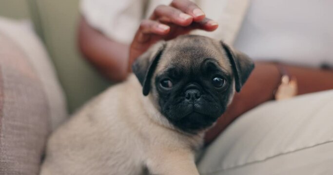 Hands, puppy and person in home for care, love or bonding with touch, embrace or relax in living room. Dog mom, pug and stroke for kindness, scratch or development in lounge, sofa or growth in house
