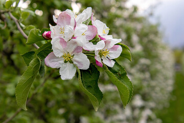 soft blurred portrait of blooming apple trees in spring in South Tyrol Italy