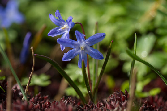 Gew&ouml;hnliche Sternhyazinthe (Chionodoxa luciliae)	