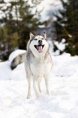 Siberian Husky dog smiling, winter forest
