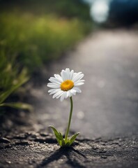 Daisy flower growing from crack in the asphalt 