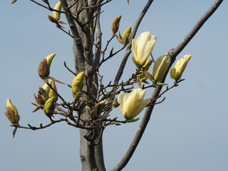 春の花　キモクレン　金寿