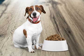 Cute domestic puppy with bowl of food