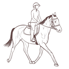a horse rider drawing. equestrian sport training line-art vector